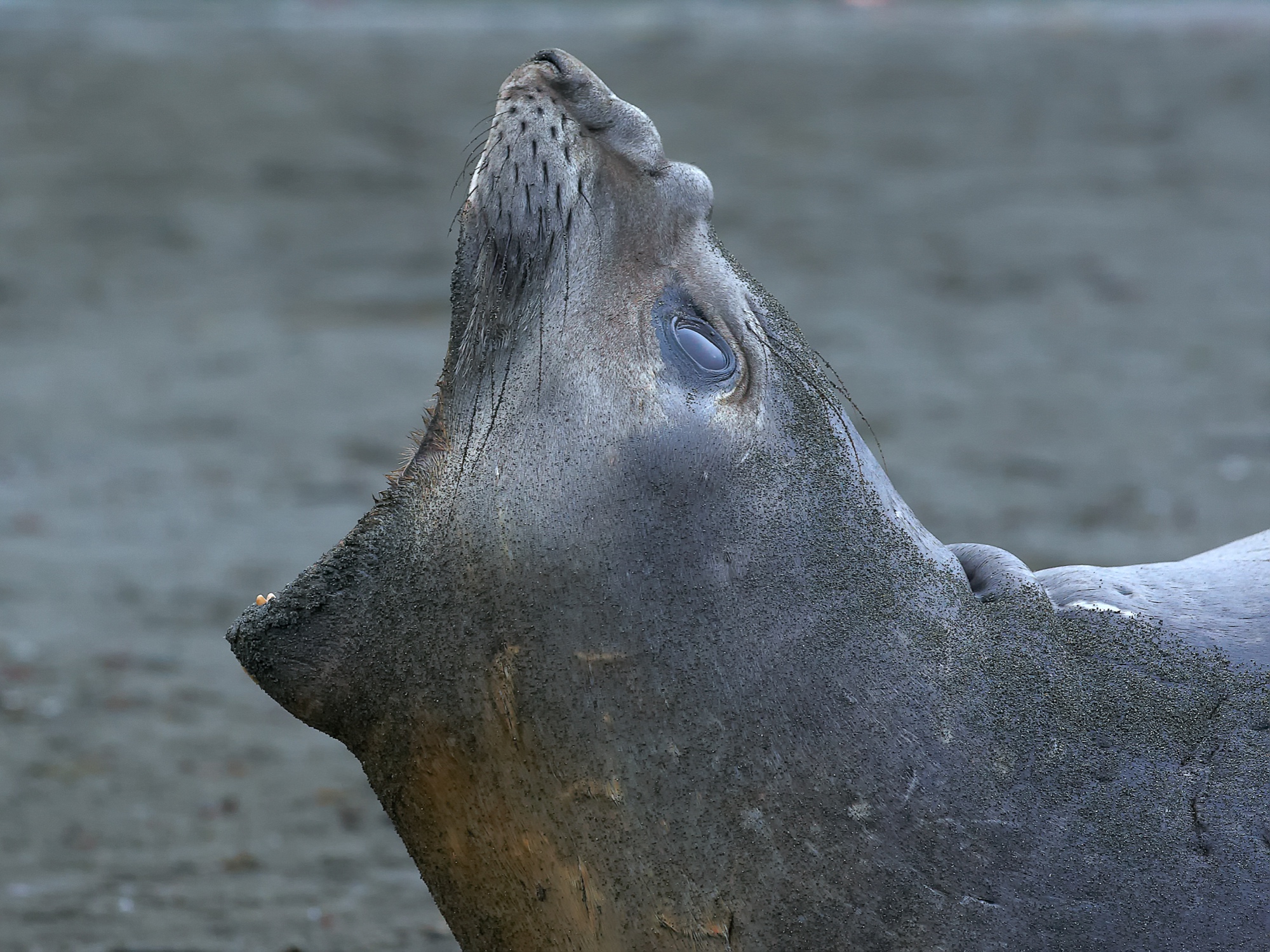 Seeelefant